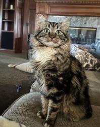 Lost Male Cat last seen Kennedy Ave and Muir Ave, Chico, CA 95973