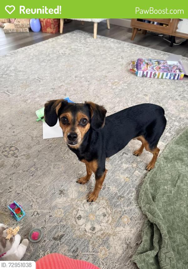 Reunited Male Dog last seen Near Main Street, Colorado Springs, CO 80907
