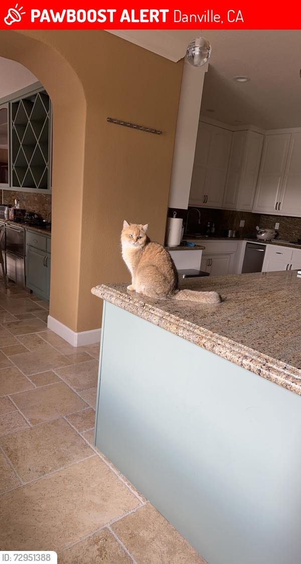 Lost Female Cat last seen Near Blackhawk dr, Danville, CA 94506