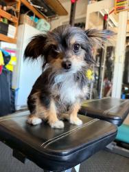 Reunited Female Dog last seen D street and lathrop rd, Lathrop, CA 95336