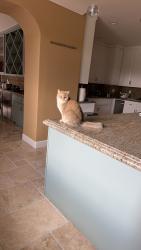 Lost Female Cat last seen Near Blackhawk dr, Danville, CA 94506