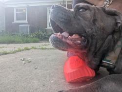 Reunited Female Dog last seen Glastonbury Ave and Eaton , Detroit, MI 48223