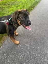 Reunited Male Dog last seen Rambling Road, Greensboro NC , Greensboro, NC 27409