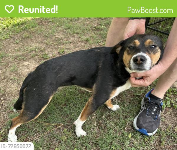 Reunited Female Dog last seen Fort Bragg Corregidor , Fayetteville, NC 28307