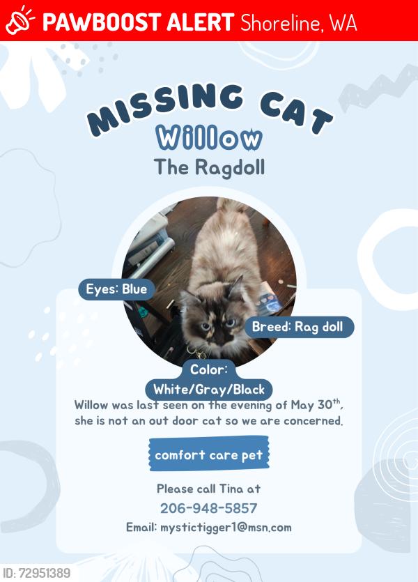 Lost Female Cat last seen 155th Midvale Ave N, Shoreline, WA 98133