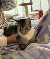 Lost Female Cat last seen Jamboree & Michelson, Irvine, CA 92612