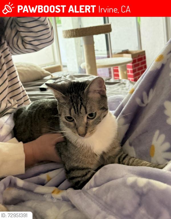 Lost Female Cat last seen Jamboree & Michelson, Irvine, CA 92612