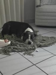 Reunited Female Dog last seen Near SW 3rd st Miami FL 33144, Miami, FL 33144