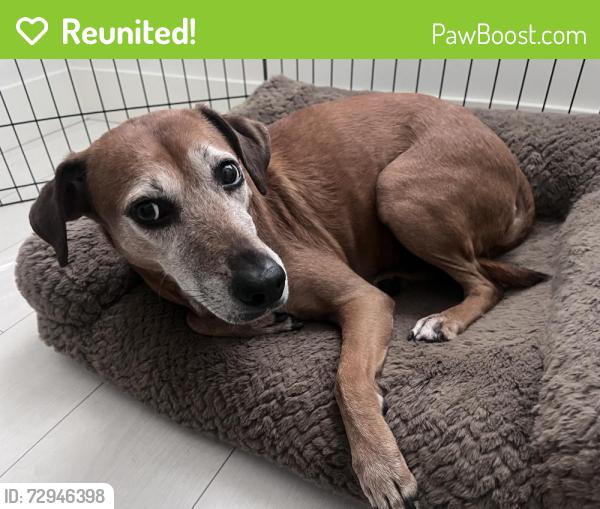 Reunited Female Dog last seen Maple wood Farms, North Vancouver, BC V7L 2L5
