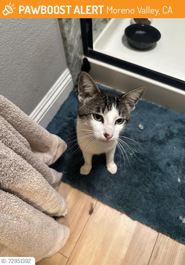 Found/Stray Male Cat last seen Perris Blvd at church parking lot, Moreno Valley, CA 92557