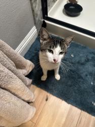 Found/Stray Male Cat last seen Perris Blvd at church parking lot, Moreno Valley, CA 92557