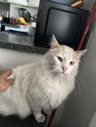 Lost Male Cat last seen westward ho manor , El Cajon, CA 92021