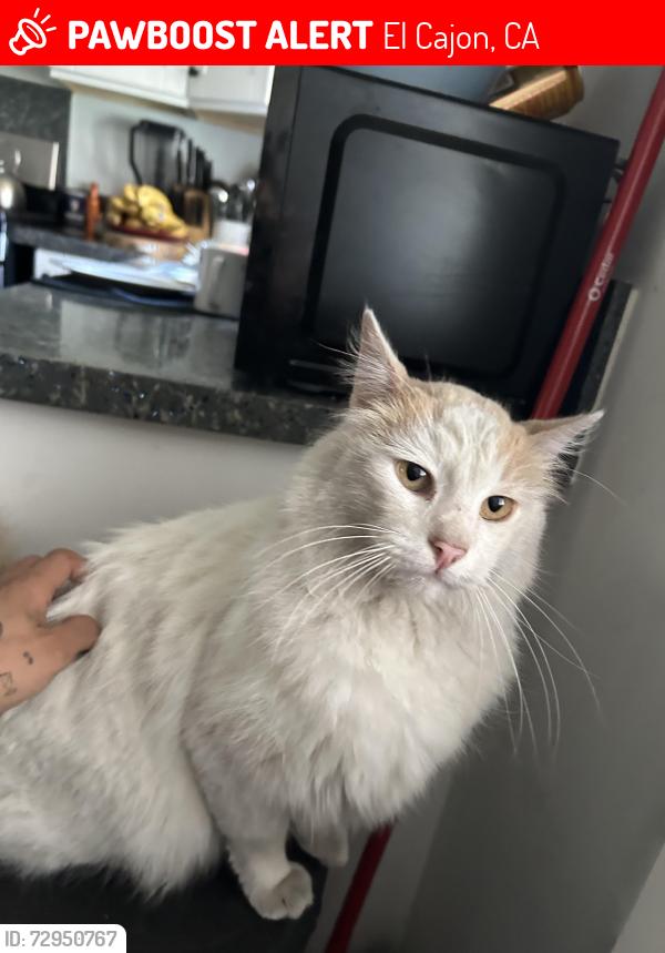 Lost Male Cat last seen westward ho manor , El Cajon, CA 92021
