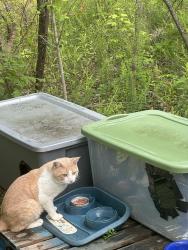 Found/Stray Unknown Cat last seen Jimmy John’s 350 east McCullough Charlotte nc, Charlotte, NC 28262