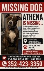 Lost Female Dog last seen hernando/ tanglewood citrus county, Hernando, FL 34442