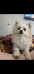 Reunited Male Dog last seen Midway ave San Leandro , San Leandro, CA 94577