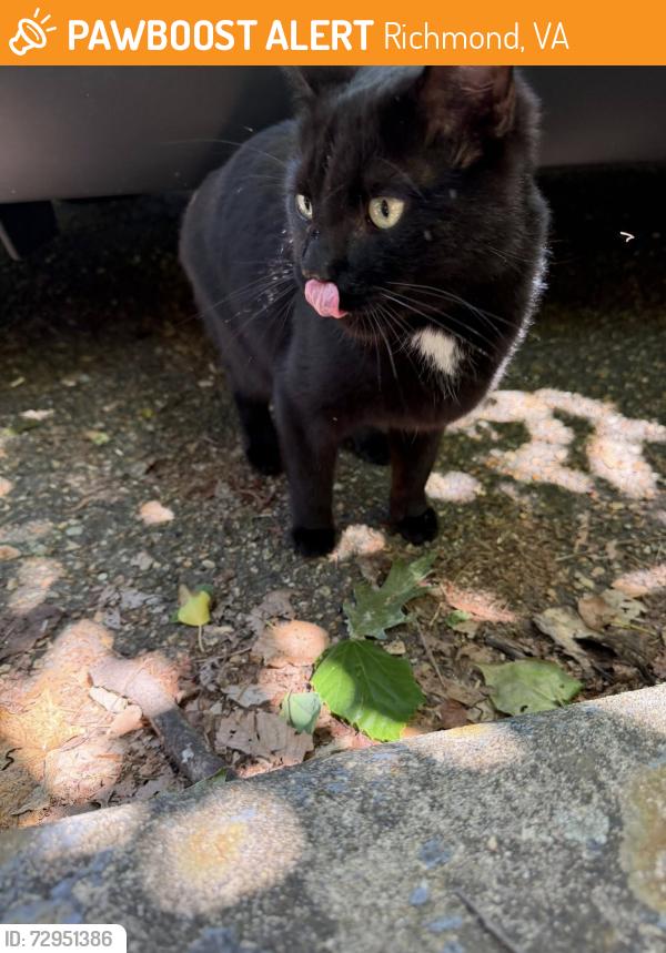 Found/Stray Unknown Cat last seen alley(s) between 42nd and 43rd south of Hillcrest Road (Forest Hill Park area), Richmond, VA 23225