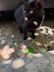 Found/Stray Unknown Cat last seen alley(s) between 42nd and 43rd south of Hillcrest Road (Forest Hill Park area), Richmond, VA 23225