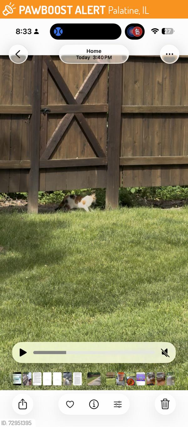Found/Stray Unknown Cat last seen Between the train fence and ours , Palatine, IL 60067