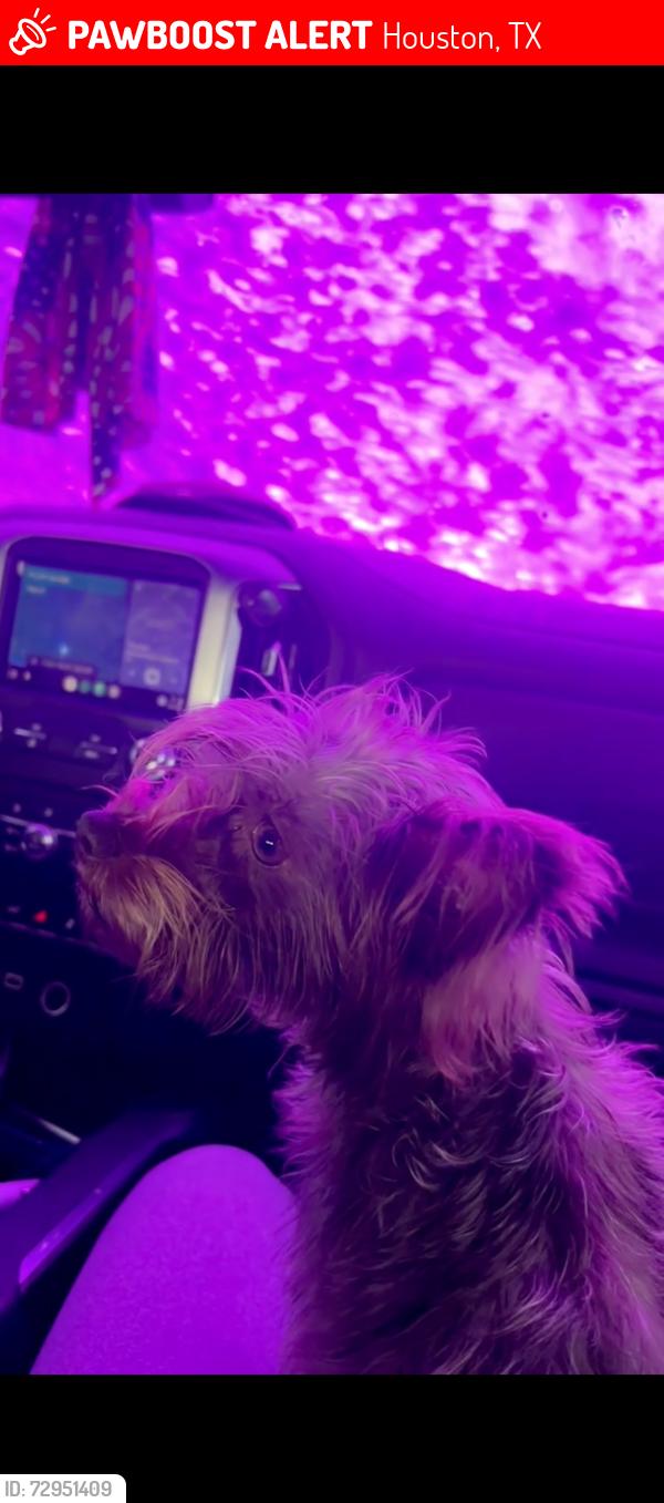 Lost Female Dog last seen  Summer Dawn Ln Houston, TX  77095 United States, Houston, TX 77095