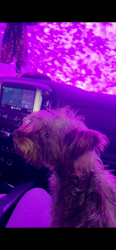 Lost Female Dog last seen  Summer Dawn Ln Houston, TX  77095 United States, Houston, TX 77095