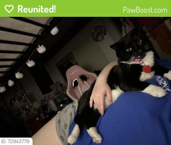 Reunited Female Cat last seen camino al norte, lone mountain, North Las Vegas, NV 89031