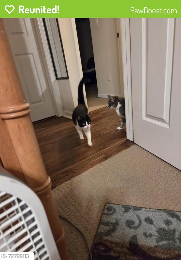 Reunited Female Cat last seen Woods behind kimberly dr, Columbia, TN 38401