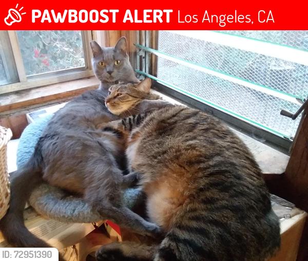 Lost Male Cat last seen Wentworth and Forseythe, Los Angeles, CA 91040
