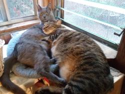 Lost Male Cat last seen Wentworth and Forseythe, Los Angeles, CA 91040