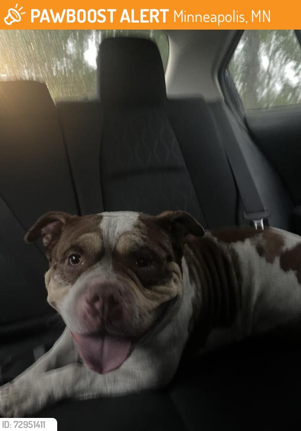 Found/Stray Male Dog last seen Portland Avenue South and 36th Street, Minneapolis, MN 55407