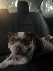 Found/Stray Male Dog last seen Portland Avenue South and 36th Street, Minneapolis, MN 55407