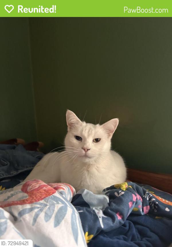 Reunited Female Cat last seen W Logan, Tecumseh, MI 49286