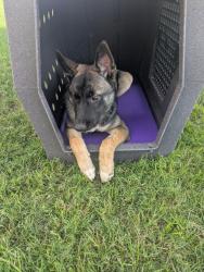 Reunited Female Dog last seen State Highway 123 bypass near social security office, Seguin, TX 78155
