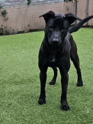 Reunited Female Dog last seen springbrook park, Lake Oswego, OR 97035