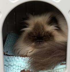 Lost Male Cat last seen W. 11th Ave & Tyler St, Eugene, OR 97402