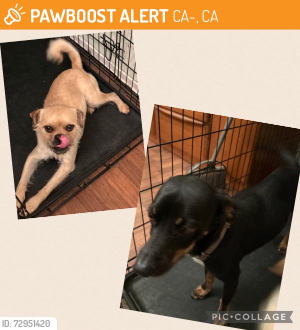Found/Stray Male Dog last seen Indiana Ave and 91Freeway , CA-91, CA 92806