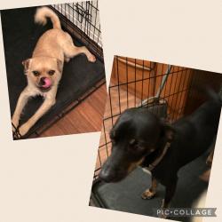 Found/Stray Male Dog last seen Indiana Ave and 91Freeway , CA-91, CA 92806