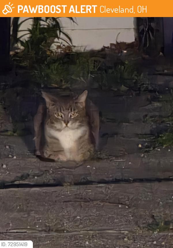 Found/Stray Unknown Cat last seen Bellaire, Cleveland, OH 44111