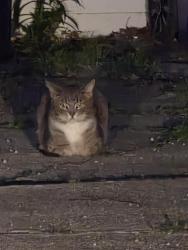 Found/Stray Unknown Cat last seen Bellaire, Cleveland, OH 44111