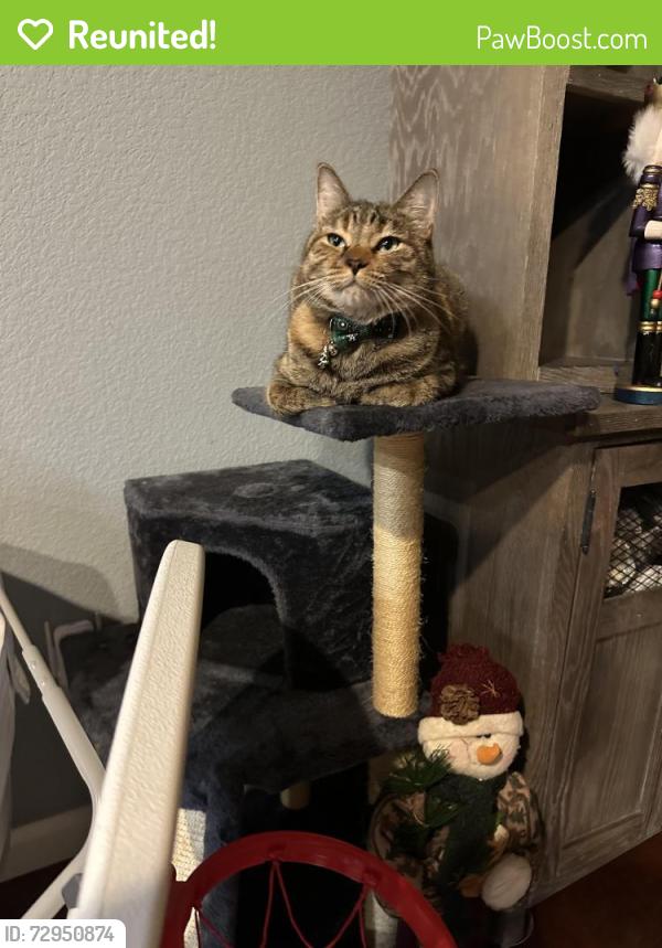 Reunited Female Cat last seen There’s Starbucks and chick fil a nearby also Walter Doris Rickey park near blue oaks and Roseville parkway  , Roseville, CA 95747