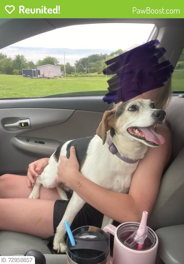 Reunited Female Dog last seen Poplar springs road, Greene County, TN 37743