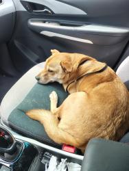 Found/Stray Male Dog last seen Flint Glenn Lane , Charlotte, NC 28262