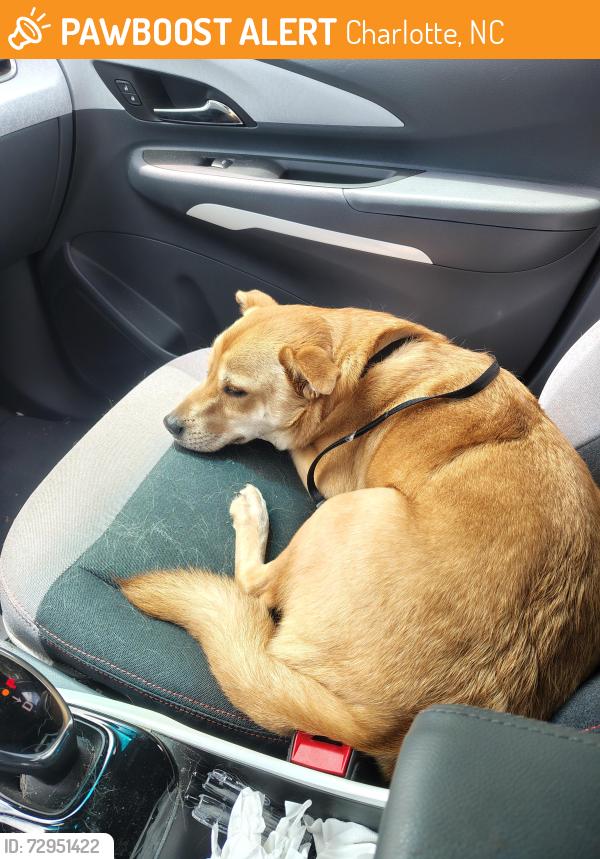Found/Stray Male Dog last seen Flint Glenn Lane , Charlotte, NC 28262