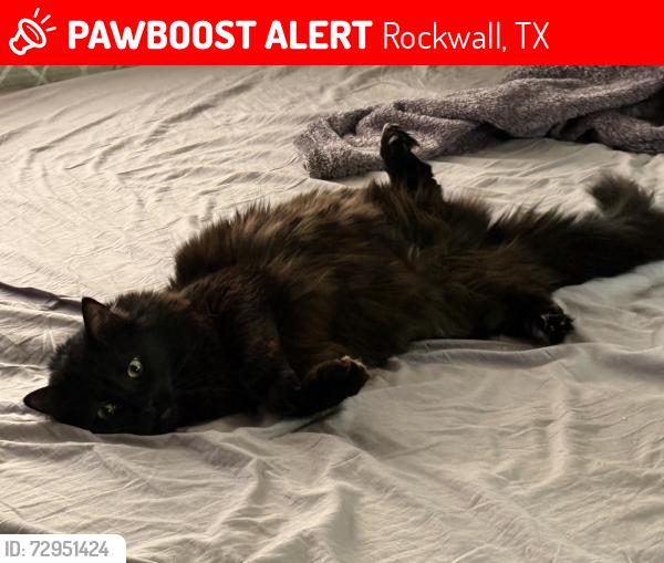 Lost Male Cat last seen Near Cresthaven Drive , Rockwall, TX 75032