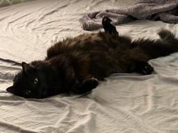 Lost Male Cat last seen Near Cresthaven Drive , Rockwall, TX 75032