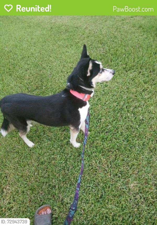 Reunited Female Dog last seen Rainey trucks , Ocala, FL 34482