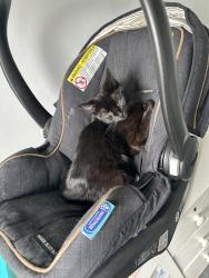 Lost Female Cat last seen Dunham/gibraltar, Reading, PA 19606