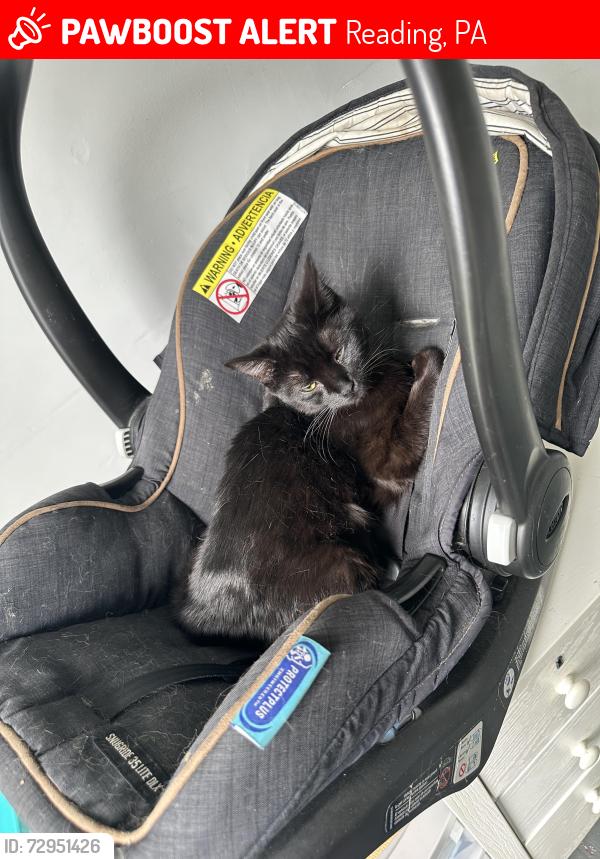 Lost Female Cat last seen Dunham/gibraltar, Reading, PA 19606