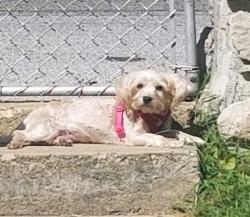 Lost Female Dog last seen Mentor Avenue and Emo St, Capitol Heights, MD 20743