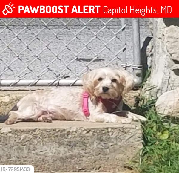 Lost Female Dog last seen Mentor Avenue and Emo St, Capitol Heights, MD 20743
